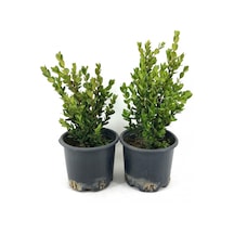 Şimşir 25-30 Cm-2 Adet