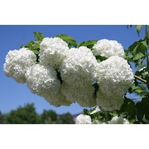 Viburnum Opulus Yaz Kartopu Bitkisi 5 Adet