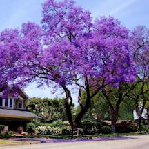 Dünyanın En Hızlı Büyüyen Tomentasa Paulownia Ağacı Tohumu 50Toh