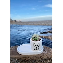 Tabaklı French Bulldog Ikon Desenli Mini Saksı Seti Çiçeksiz