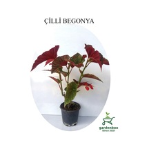 Kırmızı Çiçekli Çilli Begonya Çiçeği 1 Adet Saksılı 20-40cm Salon Balkon Çiçeği