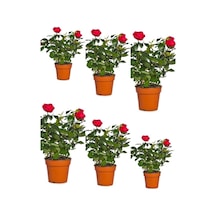 Videolu Yediveren Yoğun Kokulu Kırmızı Renkli 30 50 Cm 6 Adet Aşılı Gül Red Rose