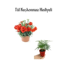Anneler Gününe Özel Kırmızı Renk Karanfil Çiçeği Tül Kuşkonmaz Hediyeli