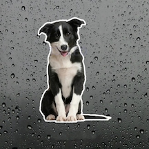 Collie Köpek Araba Sticker Su Geçirmez Model 2