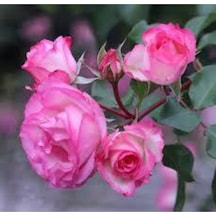 5 Adet Tohum Nadir Pembe Gül Tohumu Pembe Çiçek Tohumu Saksı Toprak Hediye
