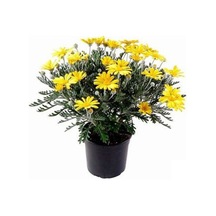 Sarı Papatya - Sarı Çalı Papatyası Euryops Pectinatus