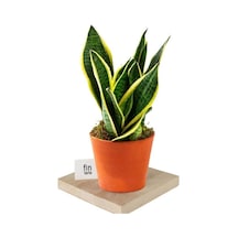 Isparta Gülü Sansevieria Paşa Peygamber Kılıcı Çiçeği Trifasciata