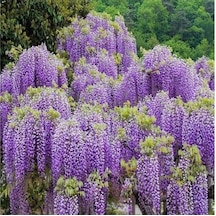 Tüplü Wisteria Sinensis Mor Salkım Fidanı 10-20 Cm