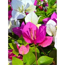 Çift Renk Pembe Beyaz Begonvil Çiçeği 1 Adet 45-65 Cm Saksılı/ Tüplü Bougainvillea