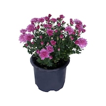 Saksıda Kasımpatı Çiçeği Chrysanthemum Lila 10-20 Cm
