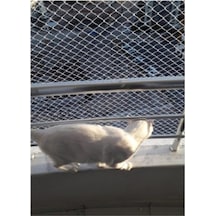 2 X 19 Metre Kedi Koruma Filesi Kedi Filesi Balkon Filesi 1 Mm Ke