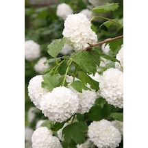 Videolu Kartopu Çiçeği Fidanı 1 Adet 35-65cm Saksılı\tüplü Viburnum Flower Sapling