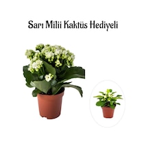 Kadınlar Gününe Özel Beyaz Renk Kalanşo-emel Hanım Çiçeği Sarı Milli Hediyeli