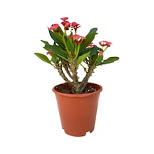 Efhorbia Dikenler Tacı Çiçeği Kırmızı 10-20 Cm