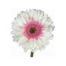 25 Adet KBeyaz Gerbera Çiçeği Tohum +10 Adet Lale Tohumu N111204