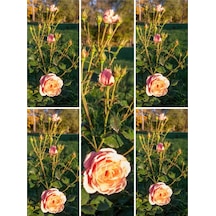 Yediveren Somon Rengi Kokulu 50 80 Cm Saksılı Aşılı Gül User Salmon Pink Rose