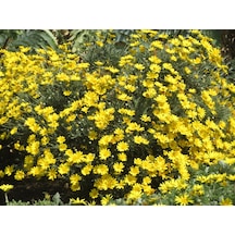 SARI PAPATYA EURYOPS - ÇOK YILLIK DIŞ MEKAN ÇİÇEĞİ