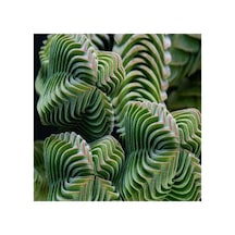 Dashing Look Crassula Columnaris Sukulent Tohumu Th-9154684654850 Genel