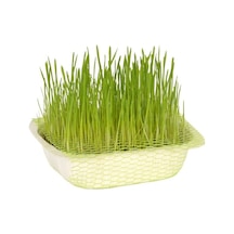 Quik Kedi Çimi Original