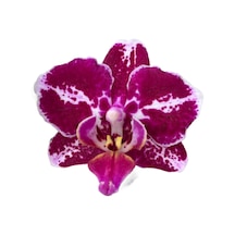 Phalaenopsis 'Purple Selina' (Mor Orkide) Ø12 CM Y45-50 CM
