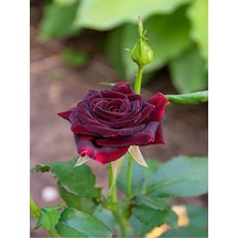 Yediveren Bordo Kokulu Gül Fidanı 2 Adet Saklı/tüplü Bahçe Bitkisi 45-65 Cm Burgundy Rose