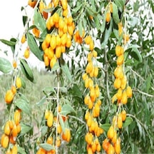 2 Adet Goji Berry Fidanı Sarı Renk Tombul Meyve Tüplü 1 Yaş 12 Ay Dikebilirsiniz....