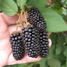 Tüplü Jumbo Böğürtlen Fidanı
