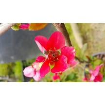 Chaenomeles Japon Ayvası Bahar Dalı 30-50 Cm