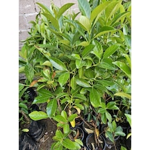Kartopu Ağacı Fidanı Viburnum Lucidum