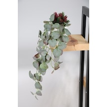 Beton Saksıda Sarkan Okaliptus Bitkisi 50 Cm Yeşil-mor