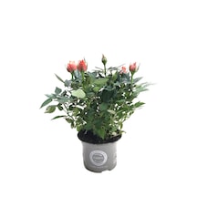 Rosa 'pinkish Orange' Somon Gül