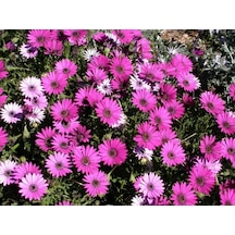 Bodrum Papatyası 3 Adet Pembe Ve Mor Renkli