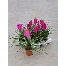 Hava Bitkisi (Tillandsia) Airplant 3 Adet