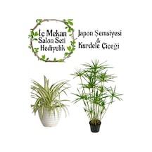 Japon Şemsiyesi 40-60cm 1 Adet Saksılı+kurdele Çiçeği 1 Adet Saksılı Salon Seti