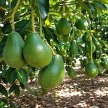 Clifton Avokado 5 KG