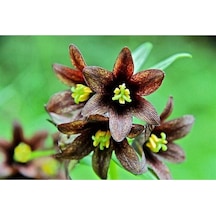 10 Adet Chocolate Lıly Black Kamchatka Brown Tohumu
