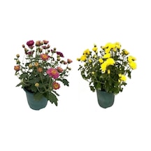 Kasımpatı Krizantem Chrysanthemum Çiçeği, 2li Set Pembe Sarı