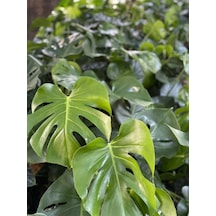 Saksılı Formlu Deve Tabanı Çiçeği Monstera Deliciosa 30-60cm