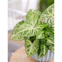 Syngonium Melek Kanadı Sarmaşığı 20-30cm Ok Başı Çiçeği Salon Ofis Çiçeği