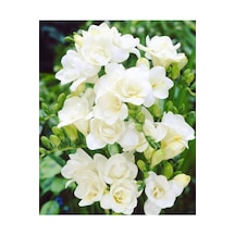 25 Adet Beyaz Frezya Çiçeği Soğanı Mis Kokulu Katmerli