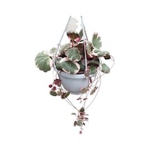 Saxifraga Stolonifera 'tricolor'