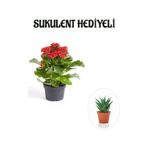 Kadınlar Gününe Özel Kırmızı Renk Kalanşo-emel Hanım Çiçeği Sukulent Hediyeli