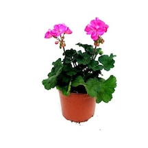Sardunya Açık Pembe 10-20 Cm