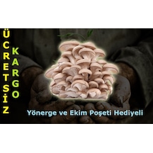 2000 Adet İstiridye Kavak Mantarı Tohumu