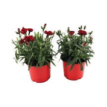 Avantajlı Yeni Sezon Kokulu Kırmızı Renk Karanfil Çiçeği 4 Adet Saksılı Bodur 15-25cm