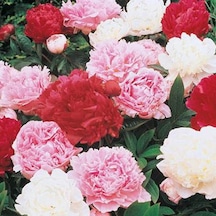 Peonies Festiva Maxima Mix Şakayık Çiçeği Yumrusu 3 Adet N11.425