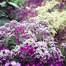 Karışık Kraliyet Halısı Çiçeği Tohumu Alyssum Flower Tohumu Ekim Seti 10 Tohum + Saksı + Toprak