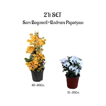 Sarı Renk Begonvil Fidanı+beyaz Renk Bodrum Papatyası 2'li Set Peyzaj Bitkileri