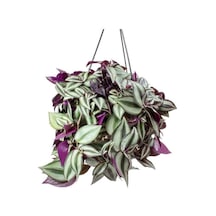 Alacalı Yapraklı Tradescantia Zebrina Telgraf Çiçeği Fidesi 5 Adet