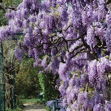 Tüplü Wisteria Sinensis Mor Salkım Fidanı